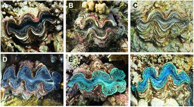 Giant clam adaptations discount